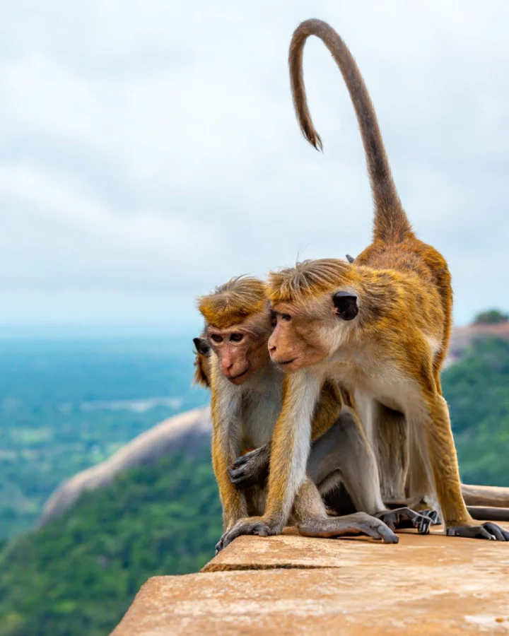 monkeys resting on a stone ledge overlooking the forested plains of sigiriya