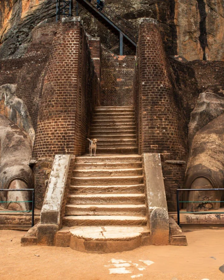 the-lions-paws-and-narrow-staircase-at-the-entrance-to-the-sigiriya-summit