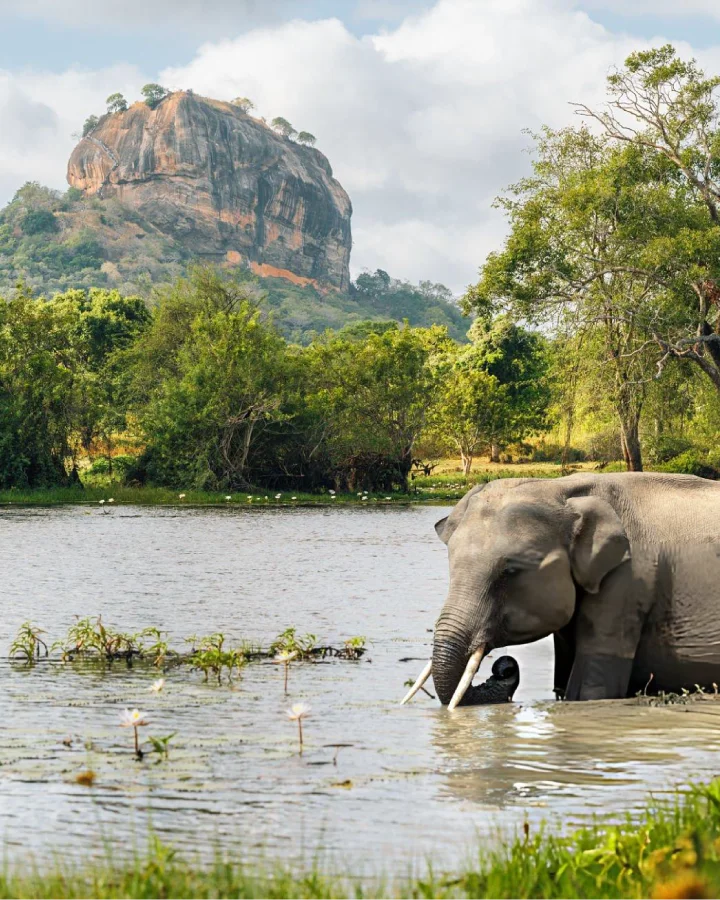 wild elephant standing in a lake with the sigiriya rock formation rising behind