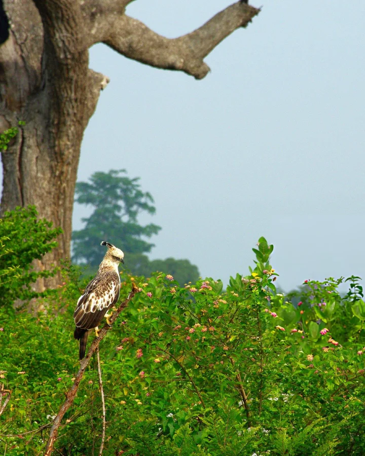 Changeable hawk-eagle perched in greenery inside Udawalawe National Park