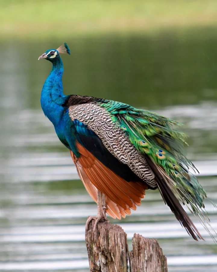 Colorful peacock perched by water in Minneriya National Park