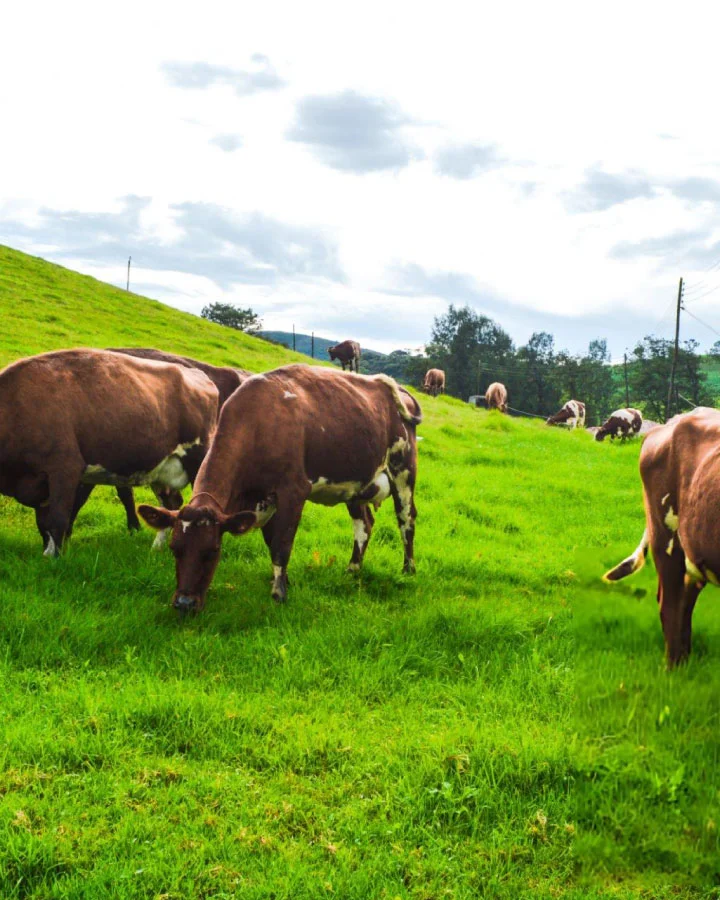 Cows grazing on green pastures at Ambewela Farm near Nuwara Eliya