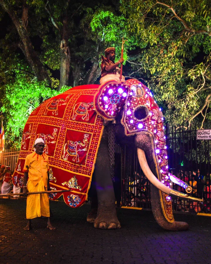 Decorated elephant during the Kandy Esala Perahera night procession