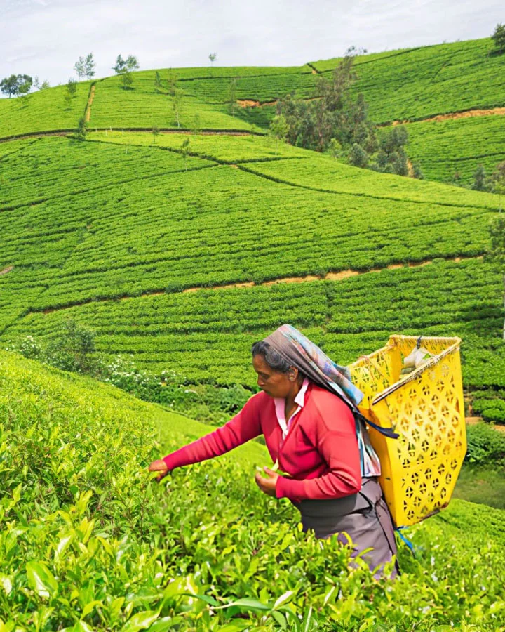 Female tea plucker harvesting fresh leaves in a Nuwara Eliya tea plantation