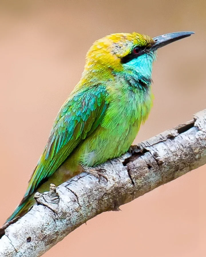 Green bee-eater perched on a branch during a safari in udawalawe