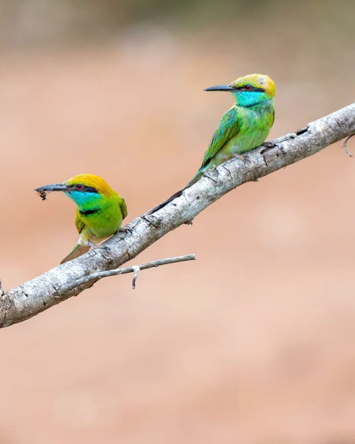 Green bee-eaters perched on a branch during a birdwatching safari in Udawalawe