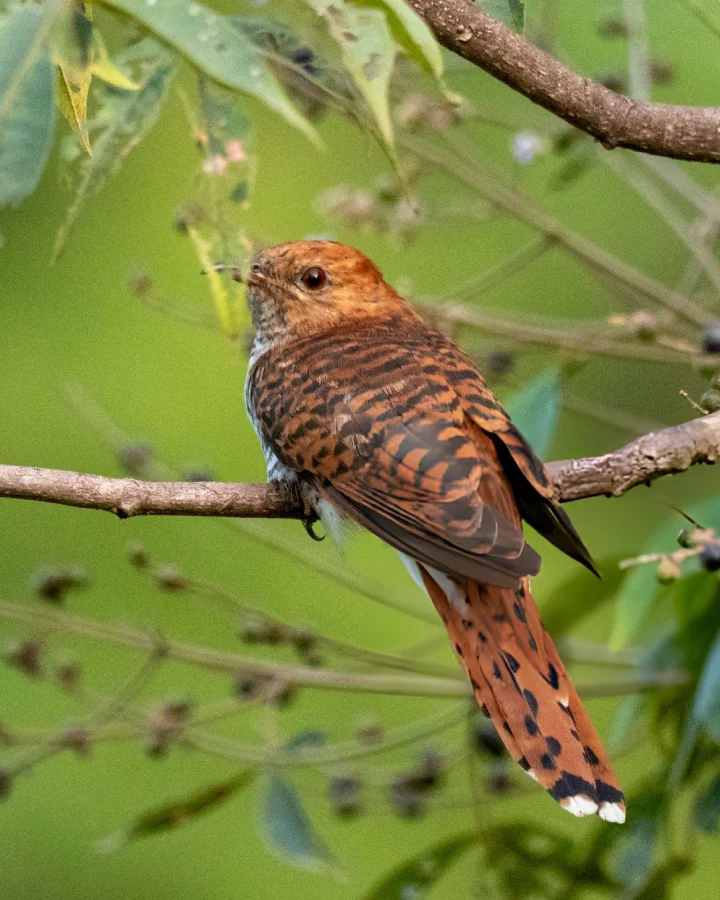 Grey-bellied cuckoo perched on a branch in Udawalawe National Park
