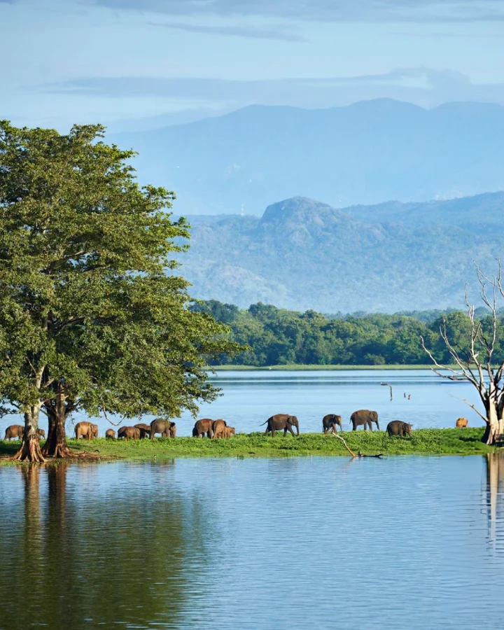 Herd of elephants walking along the edge of Udawalawe Reservoir with forest and mountains in the background