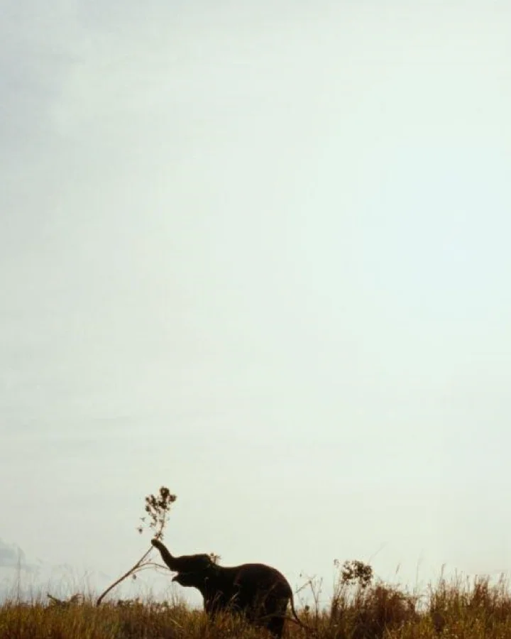 Lone Sri Lankan elephant grazing in open grassland