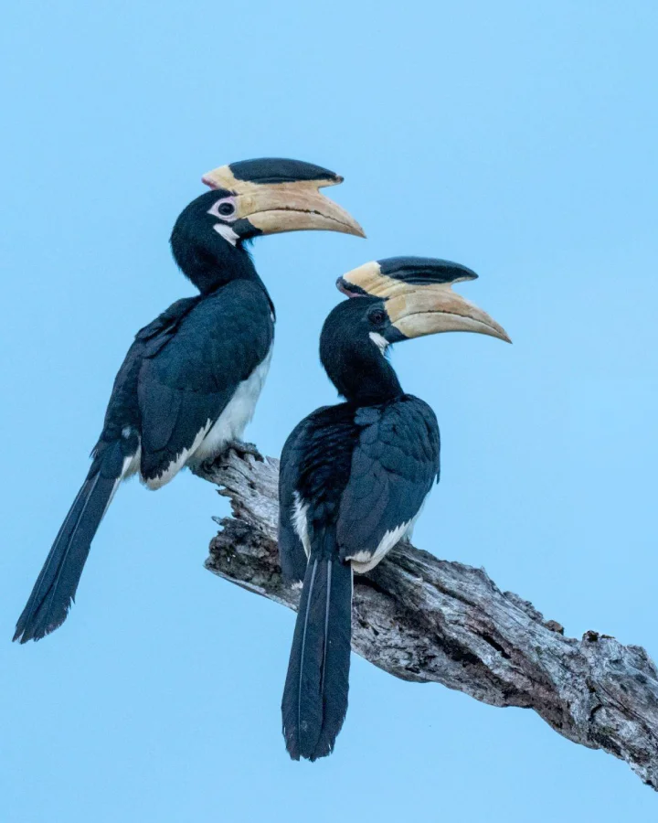 Pair of Malabar pied hornbills perched on a tree branch in Udawalawe National Park