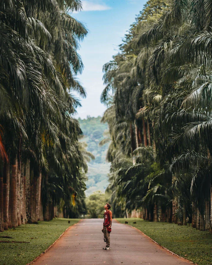 Palm-lined avenue inside Peradeniya Botanical Gardens near Kandy