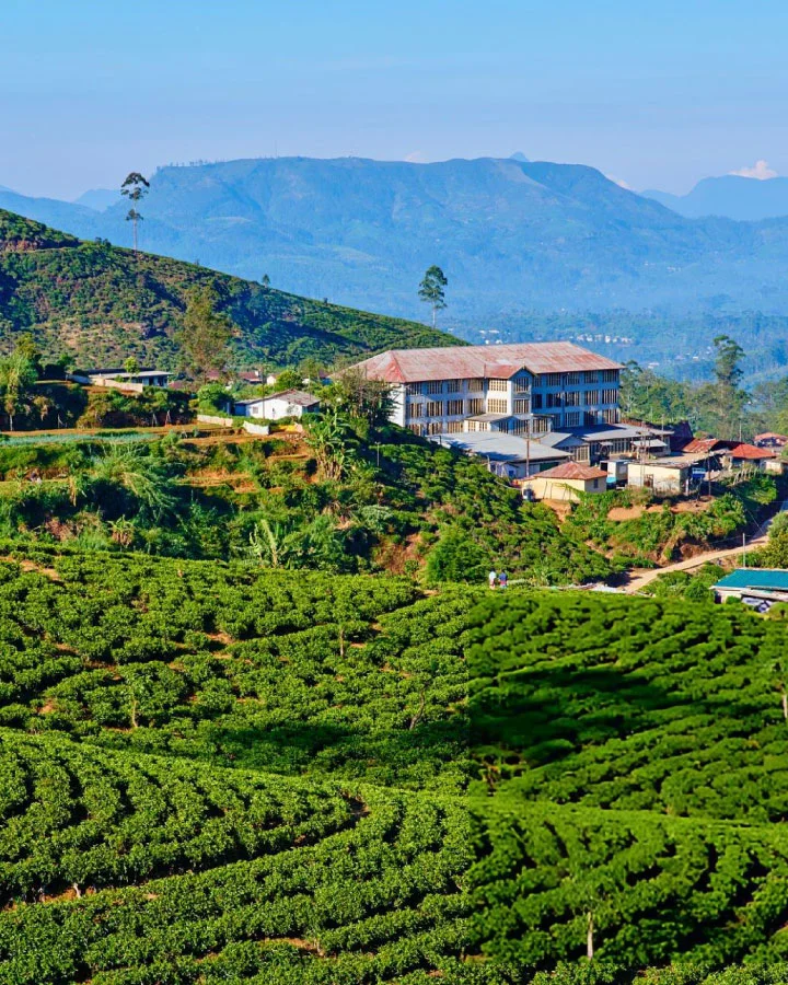 Panoramic view of tea plantations and estate buildings in Nuwara Eliya
