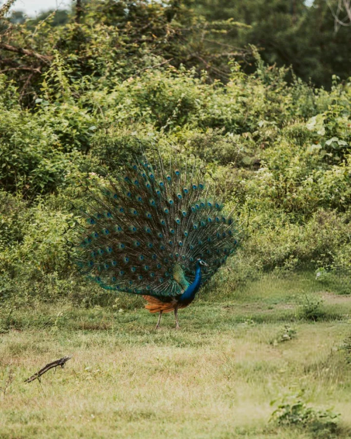 Peacock displaying its feathers in the grasslands