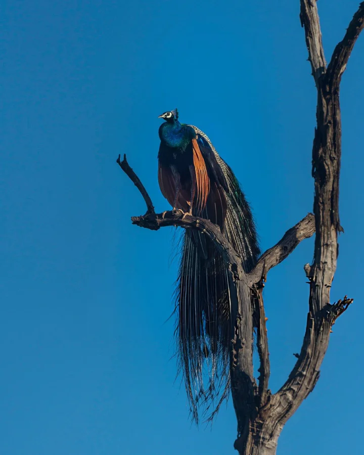 Peacock perched on a bare tree against a blue sky in Udawalawe National Park