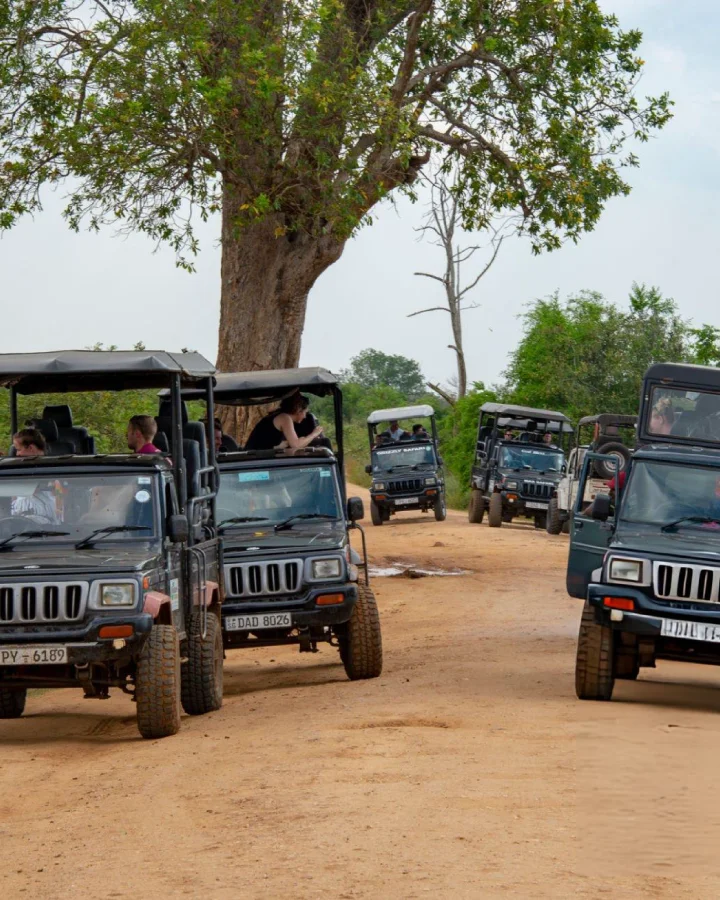 Safari jeeps lined up at the start of a wildlife safari in Udawalawe