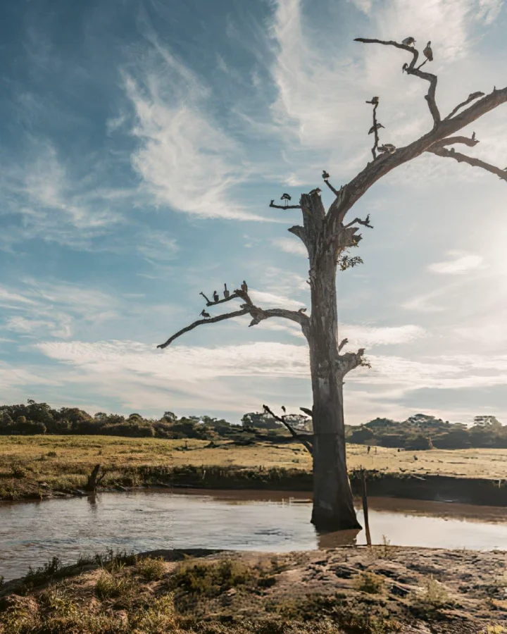 Scenic wetland landscape with birds perched on a tree in Udawalawe National Park, Sri Lanka