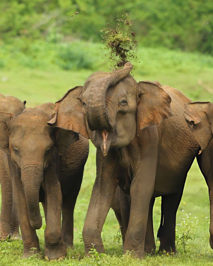 Sri Lankan elephant herd walking through grassland during a wildlife safari in Udawalawe National Park
