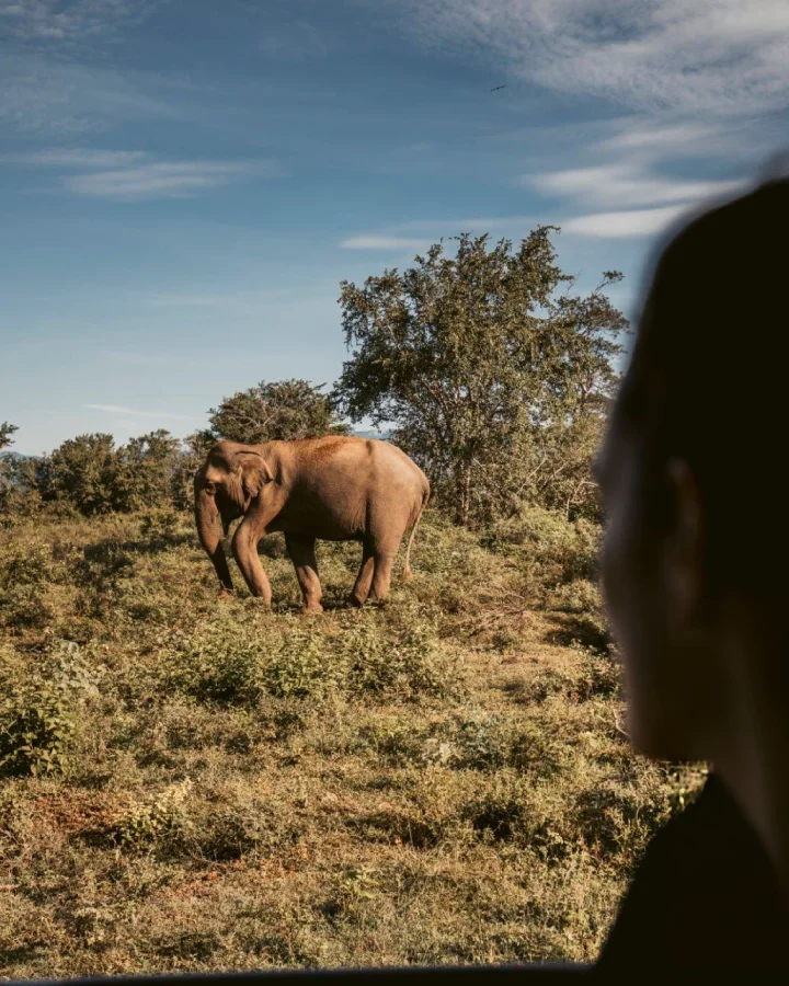 Sri Lankan elephant seen from a safari vehicle