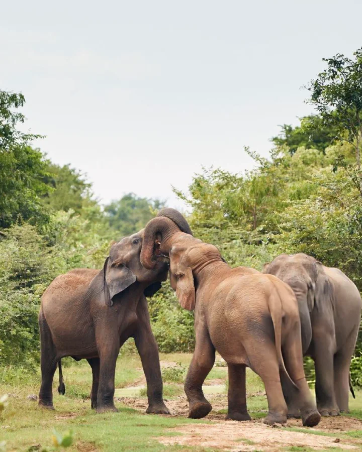Sri Lankan elephants interacting in their natural habitat during a safari in Udawalawe National Park