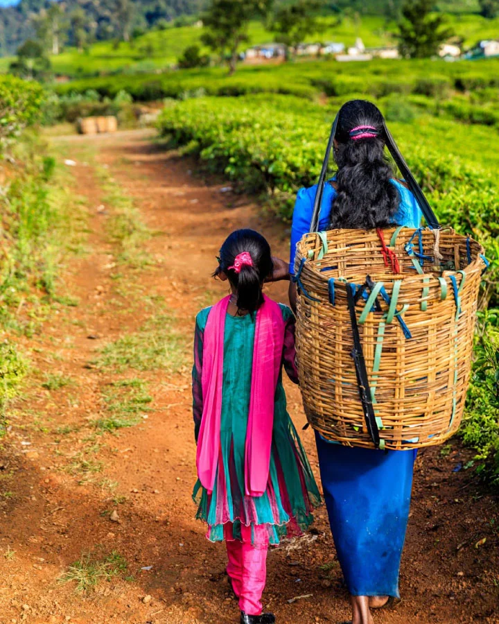 Tea estate worker walking with a child along plantation paths in Nuwara Eliya