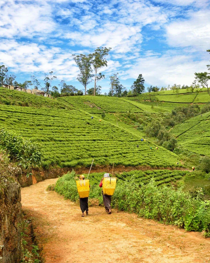 Tea estate workers walking along plantation paths in Nuwara Eliya’s highlands