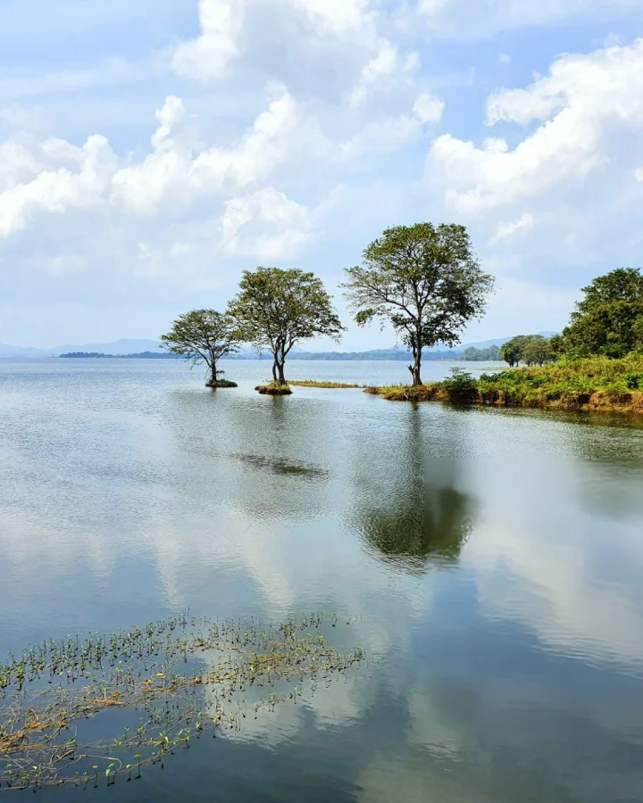 Tranquil Minneriya Reservoir surrounded by trees and open water