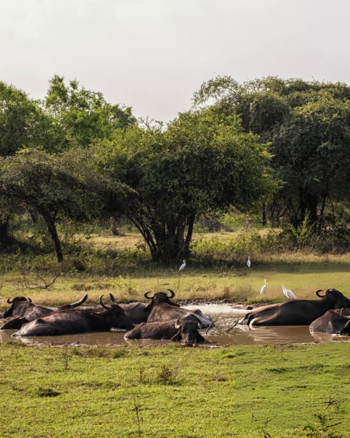 Wild buffalo cooling off at a waterhole in Udawalawe National Park, Sri Lanka