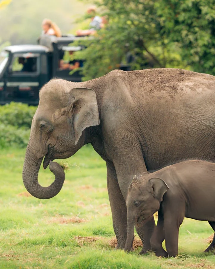 Wild elephant and calf grazing in Minneriya National Park