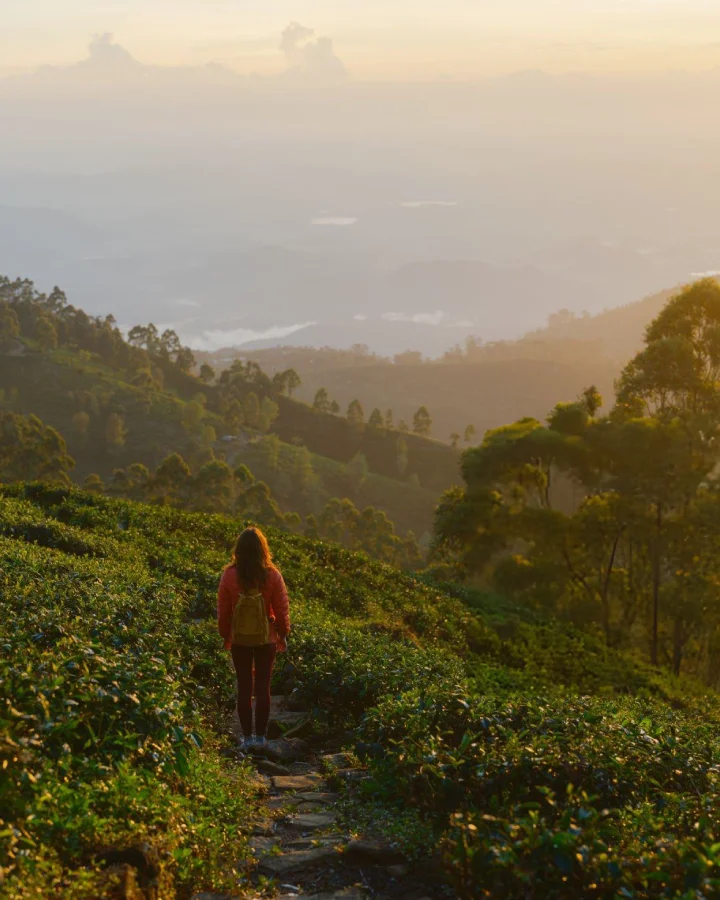 Woman walking through a tea plantation at sunrise with misty hills in Ella, Sri Lanka